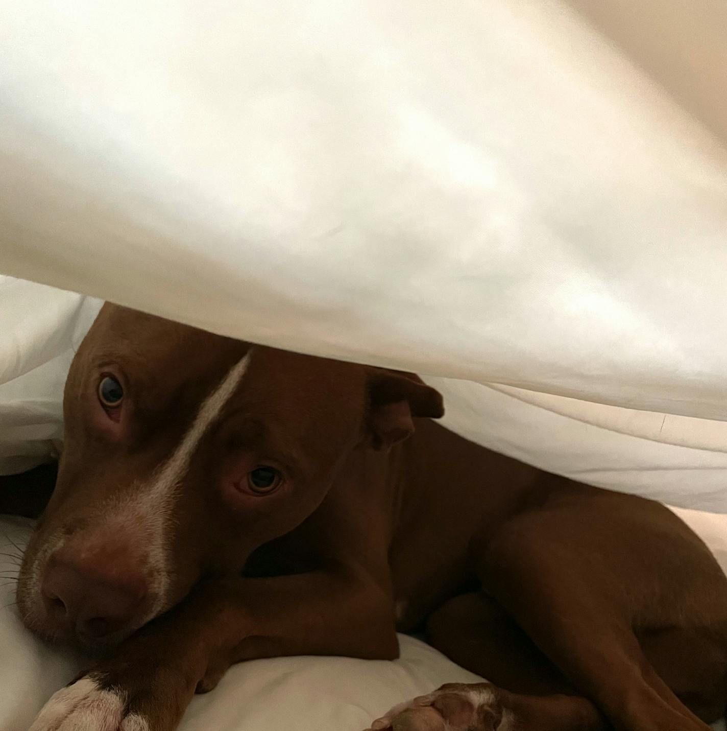 Freddie, my sweet, almost six-year-old pit bull mix