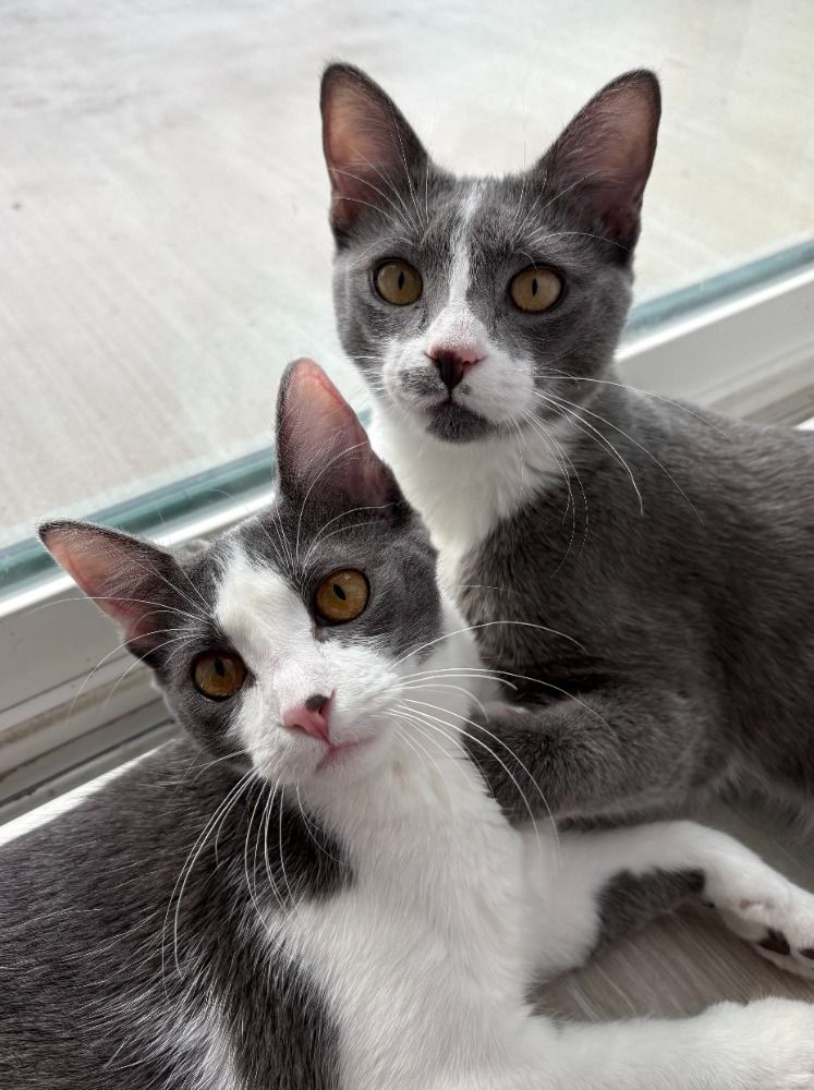 Juniper (left) and Blue (right)