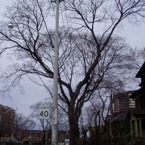 treebig2.jpg