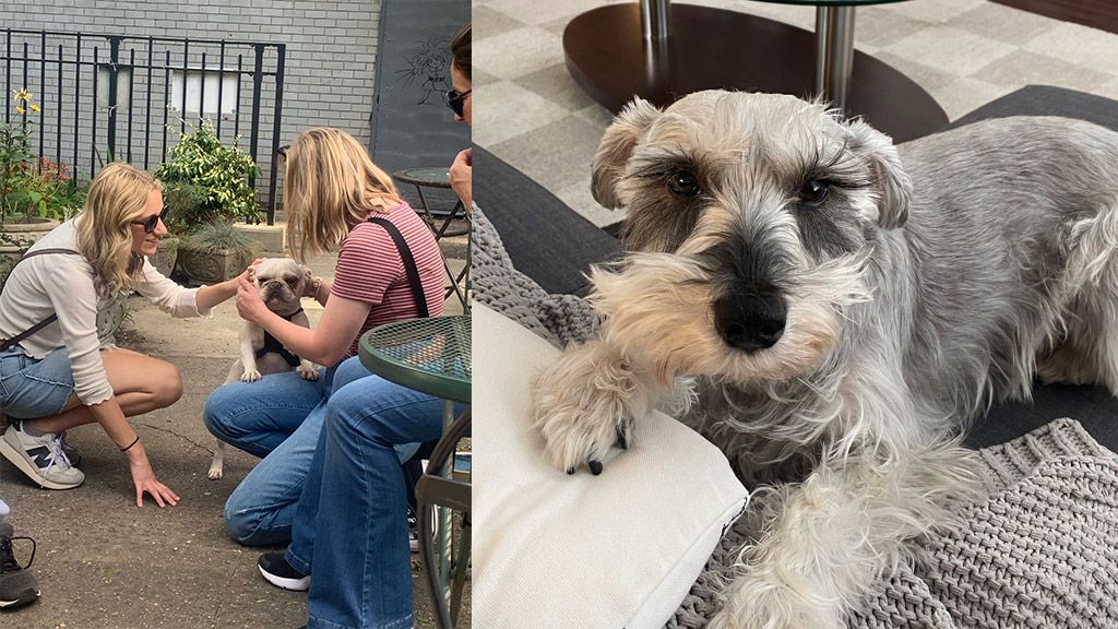 Proof of me petting dogs in the streets, plus a staring contest with Darwin.